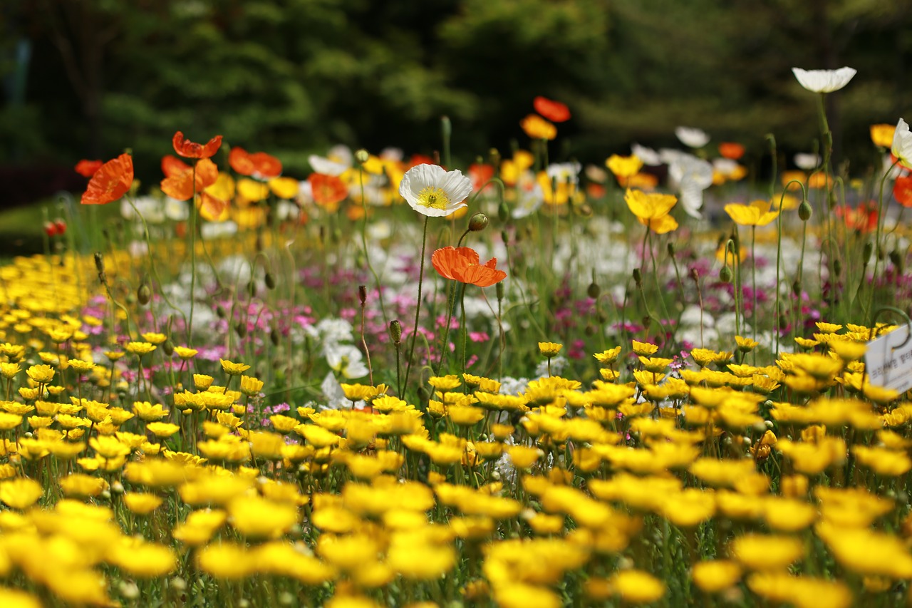 Papaverales,  Gėlės,  Pobūdį,  Augalai,  Vasara,  Sodas,  Miškas,  Kraštovaizdis,  Laukinių,  Wildflower