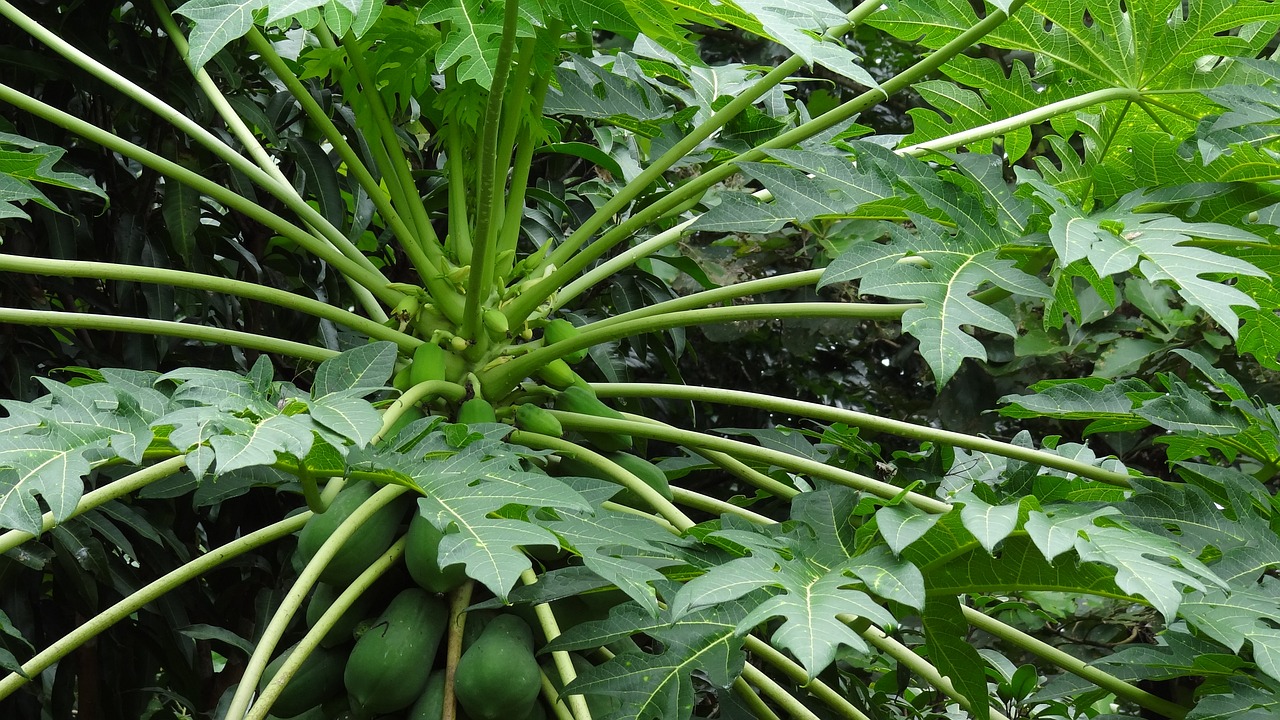 Papajos, Atogrąžų Vaisių Medis, Caricaceae, Papaw, Nemokamos Nuotraukos,  Nemokama Licenzija