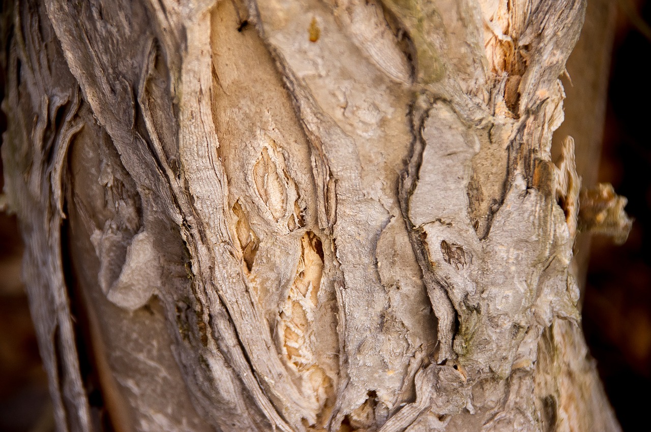 Paprikos Medis,  Žievė,  Medis,  Melaleuca Quinquenervia,  Bagažinė,  Tekstūra,  Australia,  Gimtoji, Nemokamos Nuotraukos,  Nemokama Licenzija