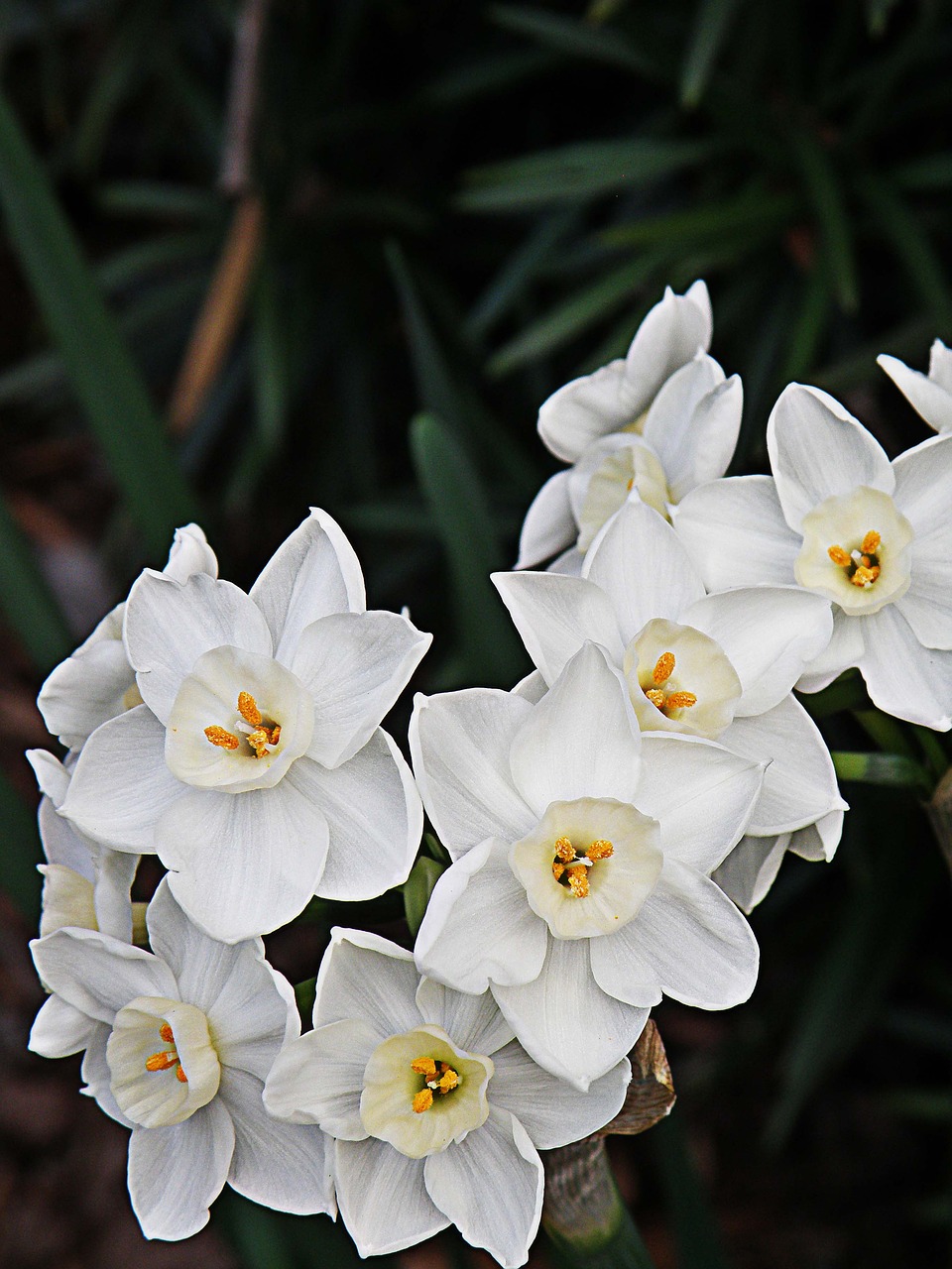 Paperwhites,  Gėlės,  Baltos Spalvos,  Augalų,  Žydi,  Žydi,  Botanikos,  Gėlių, Nemokamos Nuotraukos,  Nemokama Licenzija