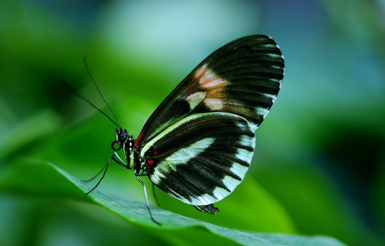 Papilio, Rumanzovia, Drugelis, Gyvūnas, Juoda, Žalias, Lapai, Gamta, Fauna, Vabzdys