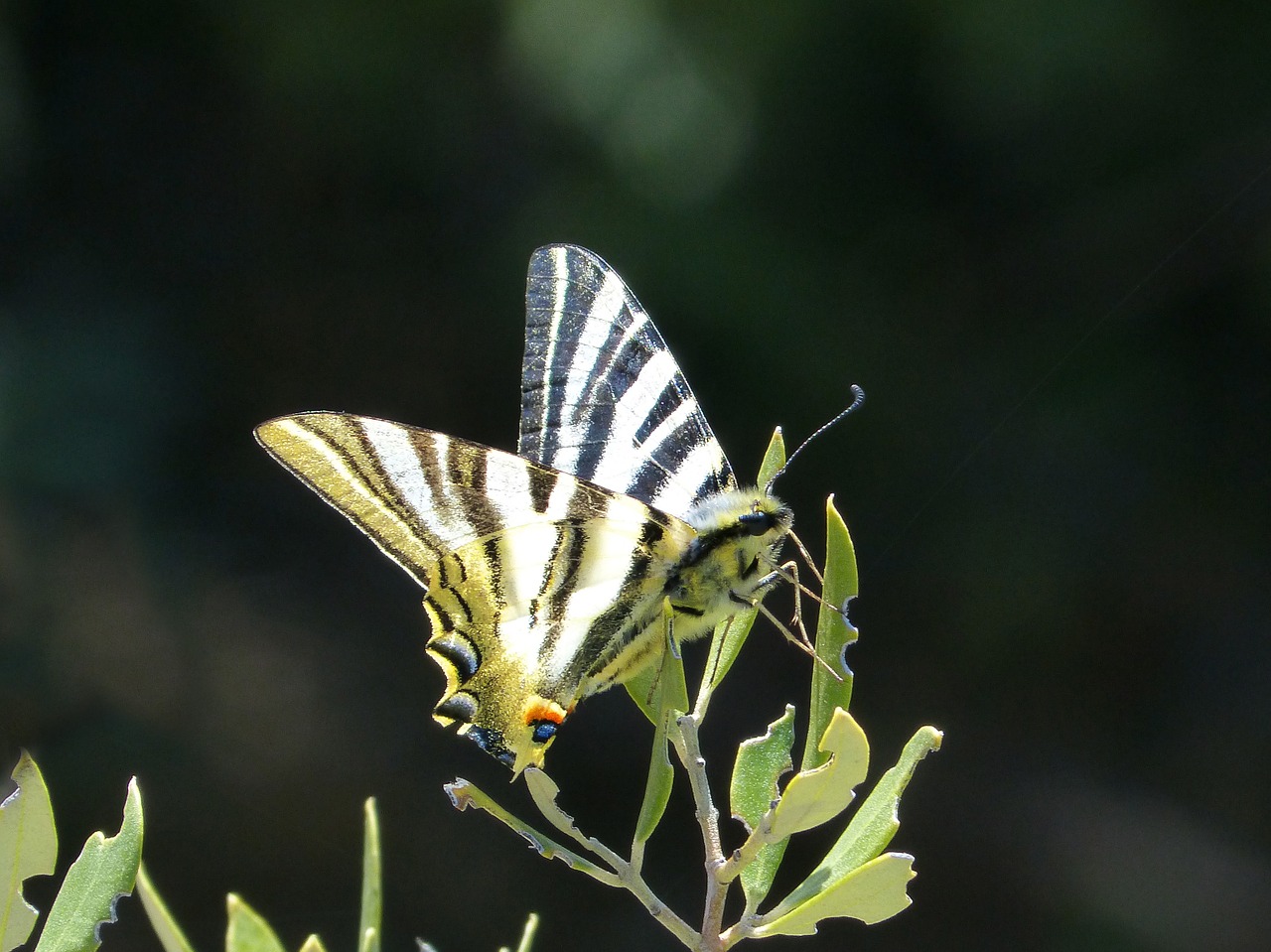 Papilio Machaon, Machaon, Drugelio Karalienė, Drugelis, Nemokamos Nuotraukos,  Nemokama Licenzija