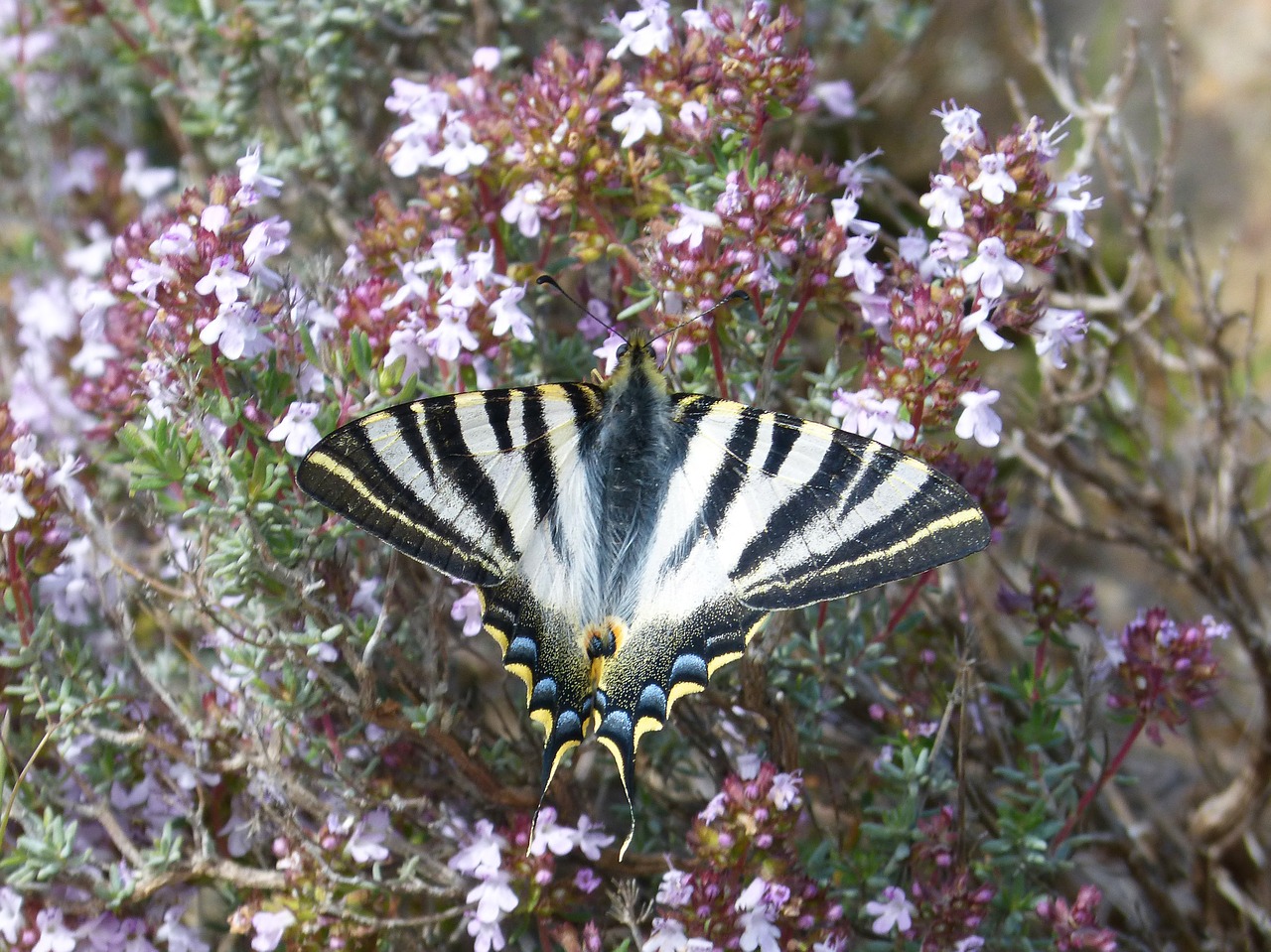 Papilio Machaon, Machaon, Drugelis, Karalienės Drugelis, Nemokamos Nuotraukos,  Nemokama Licenzija