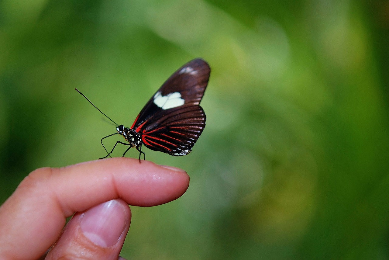 Papilio Rumanzovia, Drugelis, Gyvūnas, Vabzdys, Elymnias Hypermnestra, Gamta, Gyvūnai, Ruda, Balta, Žalias