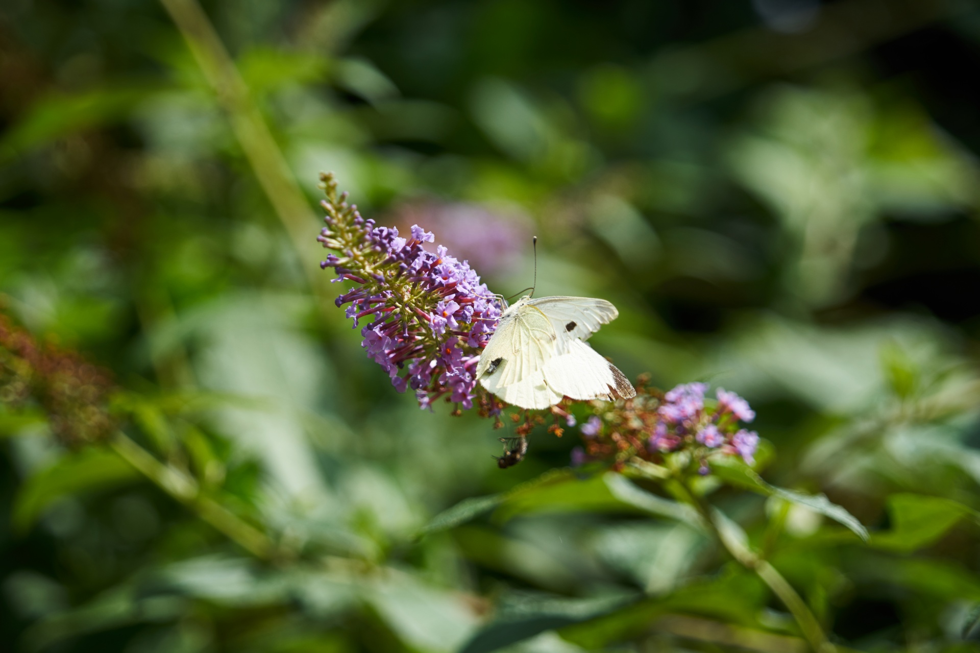 Gėlė,  Drugelis,  Flora,  Vabzdys,  Gyvūnas,  Laukinė Gamta,  Žydėjimas,  Maitinimas,  Žiedadulkės,  Apdulkinimas