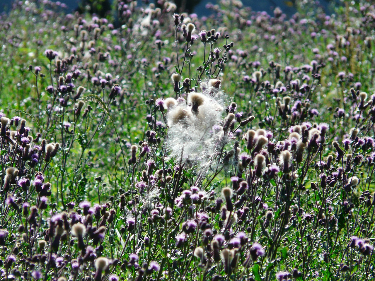 Pappus, Pjūvis Zobintas, Šliaužiantis Dykumas, Cirsium Arvense, Drakonas, Šiaudų Laukas, Kompozitai, Asteraceae, Būti Pakviestos, Lapai