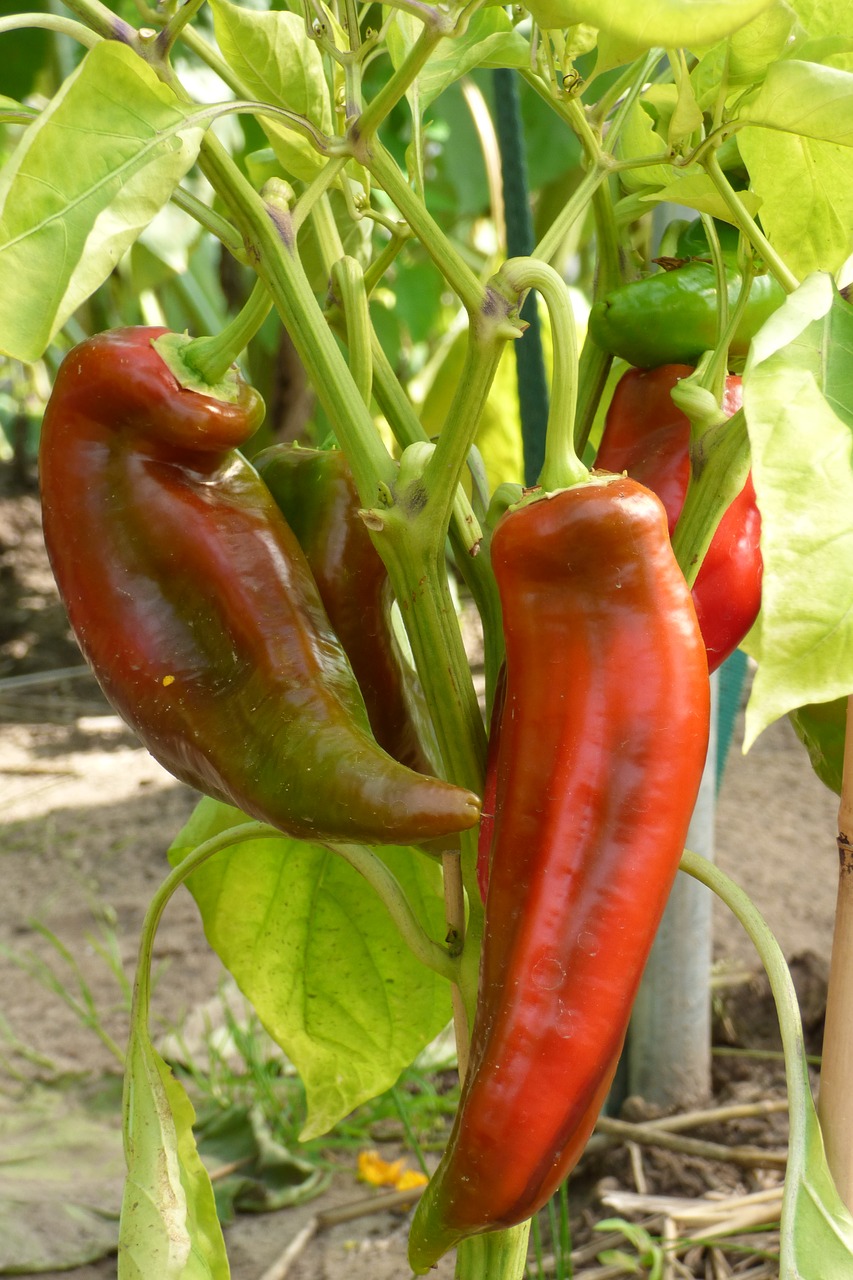 Paprika, Smailas Pipirai, Augalas, Sveikas, Maistas, Daržovės, Spalvinga, Gamta, Augalai, Nemokamos Nuotraukos