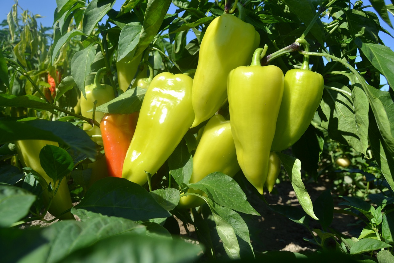 Paprika, Sodas, Vaisiai, Pipirai, Saldus, Daržovių, Žalias, Žemdirbystė, Derlius, Nemokamos Nuotraukos