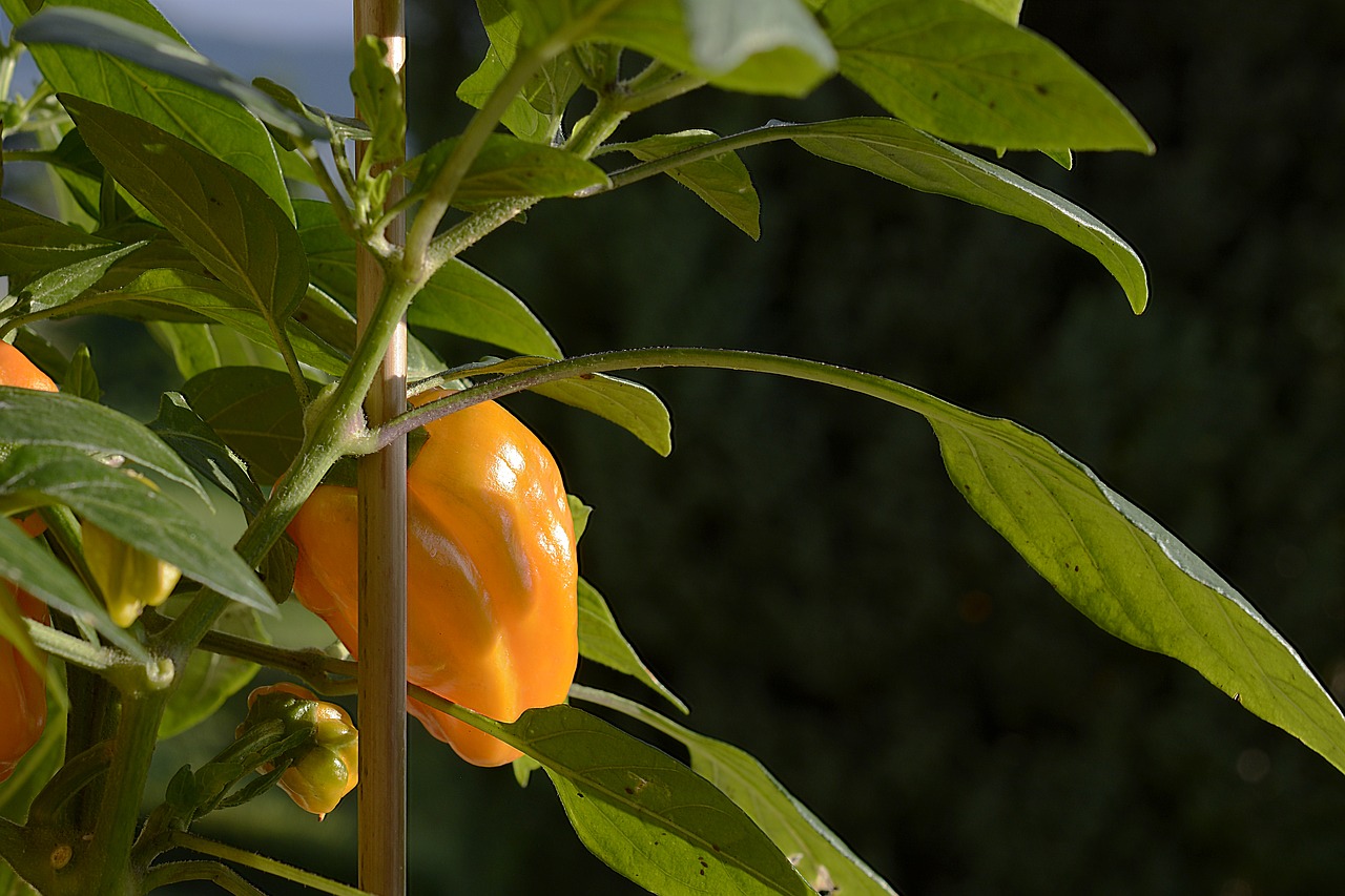 Paprika, Pepperoni, Daržovės, Aštrus, Oranžinė, Prinokę, Sveikas, Skanus, Valgyti, Maistas