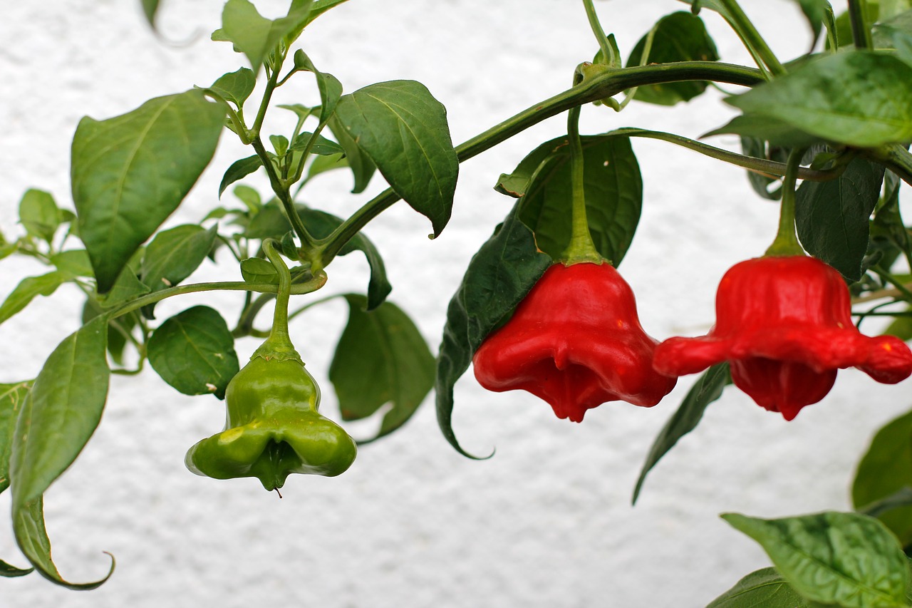 Paprika, Raudona, Žalias, Paprika, Maistas, Pipirai, Sveikas, Saldieji Pipirai, Žaliosios Paprikos, Vitaminai