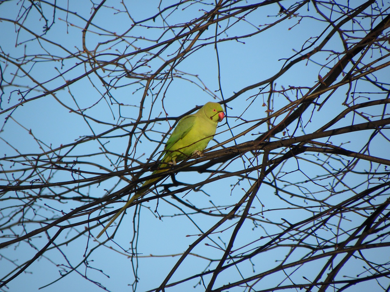 Parakeet, Paukštis, Amsterdamas, Gamta, Miesto Paukštis, Nemokamos Nuotraukos,  Nemokama Licenzija