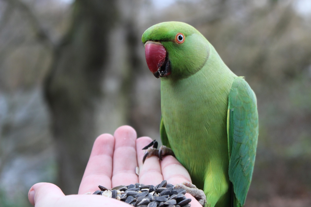 Parakeet, Paukštis, Gamta, Žalias, Gyvūnai, Plumėjimas, Gyvūnas, Plunksnos, Spalvos, Mediena