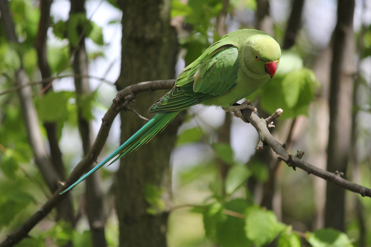 Parakeet, Parkas, Filialas, Nemokamos Nuotraukos,  Nemokama Licenzija