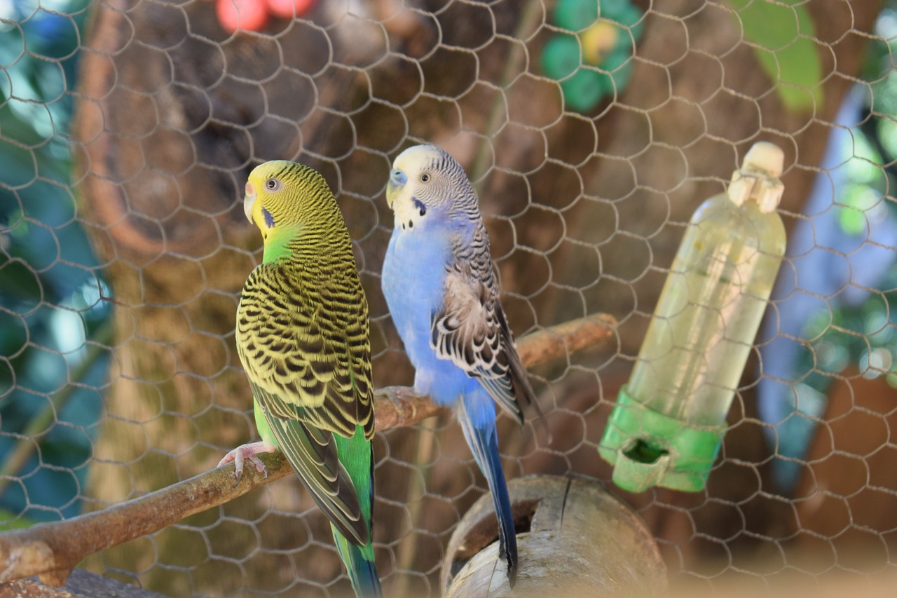 Parakeet, Paukštis, Brazilijos Paukštis, Pora Paukščių, Pora Parakeet, Parakeet Green, Paukščiai, Gamta, Nemokamos Nuotraukos,  Nemokama Licenzija