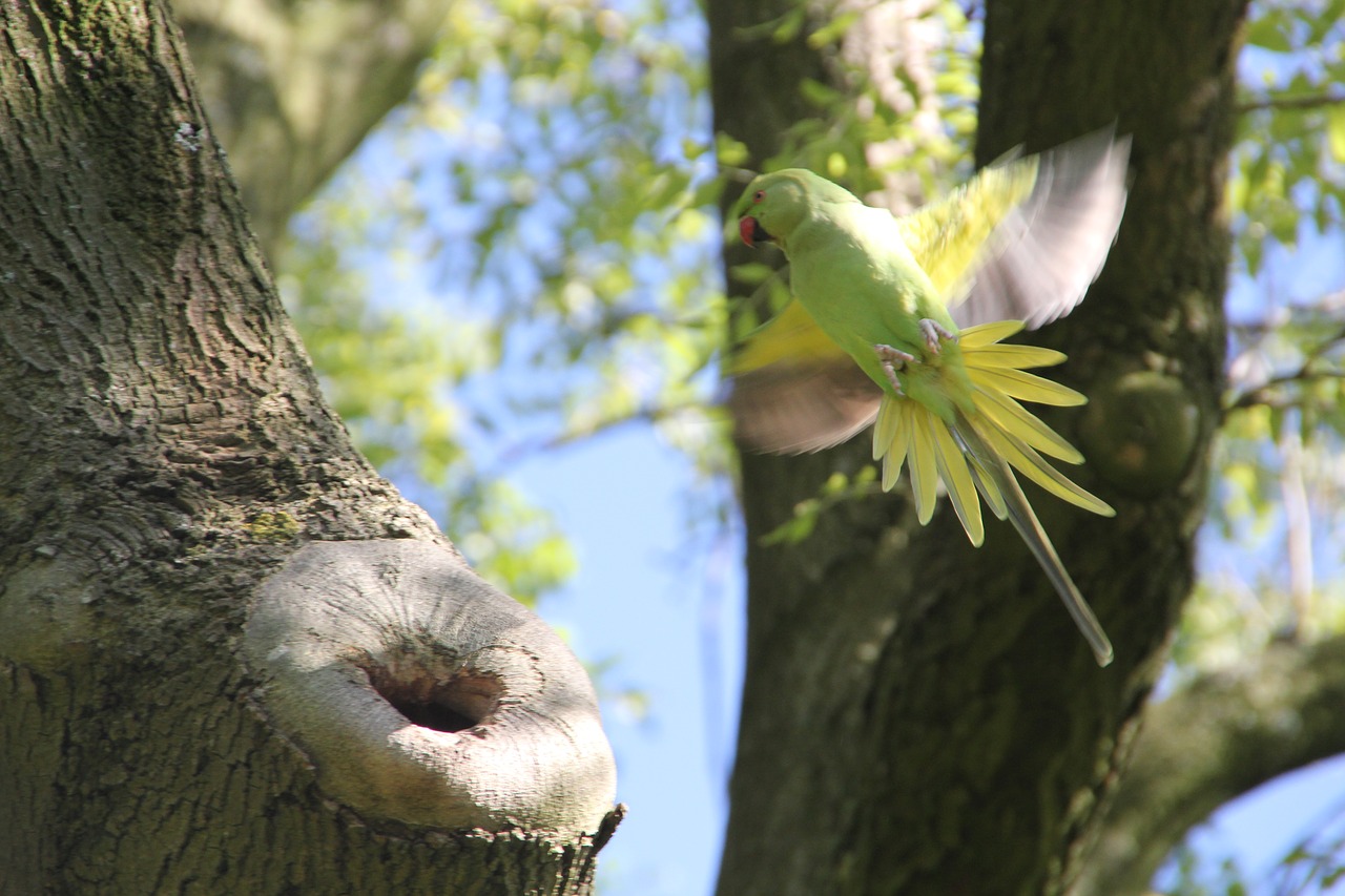 Parakeet, Paukštis, Amsterdamas, Gyvūnai, Parkas, Nemokamos Nuotraukos,  Nemokama Licenzija