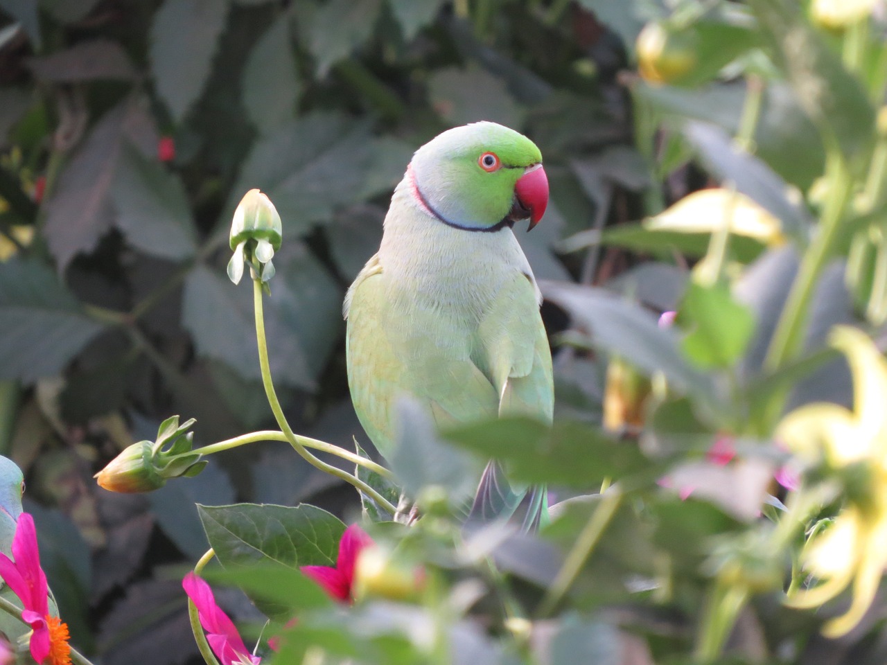 Parakeet, Papūga, Paukštis, Atogrąžų, Snapas, Laukinė Gamta, Gamta, Žalias, Plunksna, Spalvinga