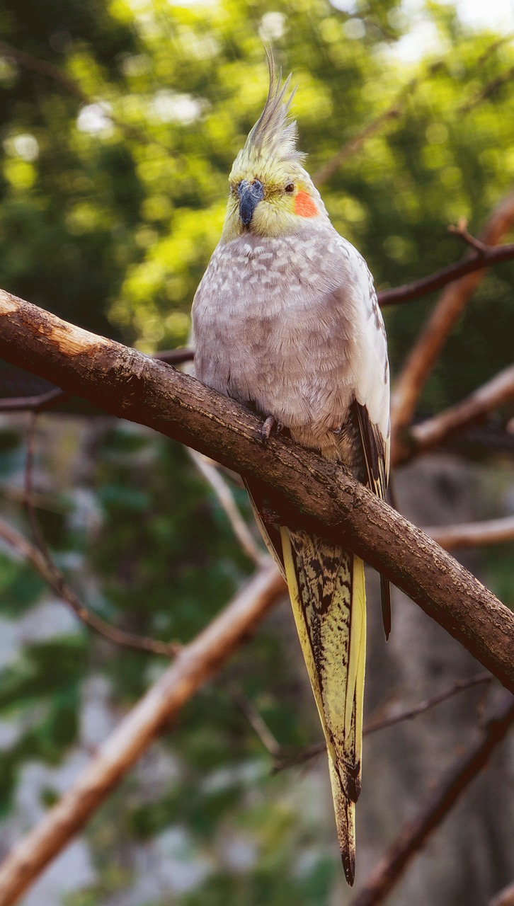 Parakeet, Paukštis, Spalva, Paukščiai, Lori, Spalvinga, Papūgos, Cockatiel, Aras, Papūga