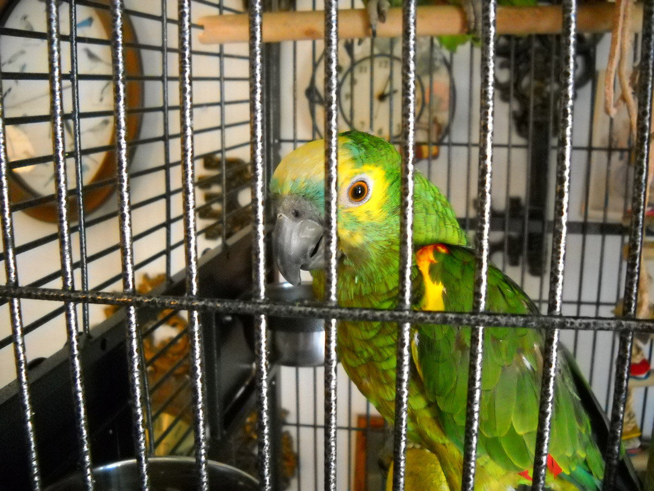 Parakeet,  Paukščiai,  Gyvūnai,  Gamta,  Parakete Narve, Nemokamos Nuotraukos,  Nemokama Licenzija