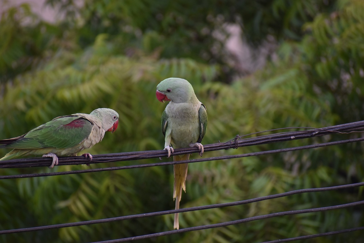 Parakeets, Papūgos, Pora, Vienas Išsiveržimas, Kalbantys Paukščiai, Nemokamos Nuotraukos,  Nemokama Licenzija