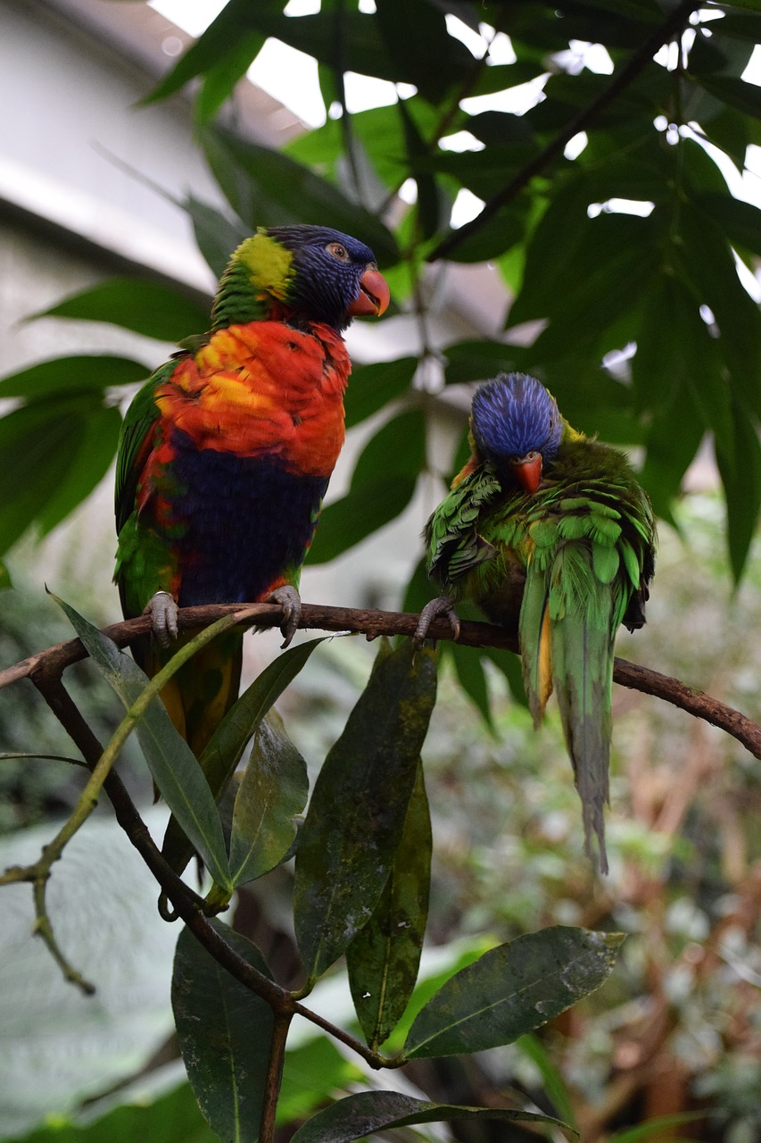 Parakeets, Plumėjimas, Egzotinė Paukštis, Gamta, Nemokamos Nuotraukos,  Nemokama Licenzija