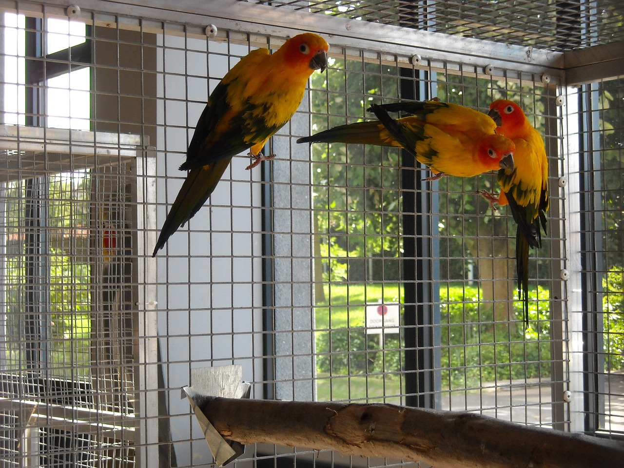 Parakeets, Maži Papūgos, Paukščiai, Spalvinga, Narve, Geltona, Oranžinė, Nemokamos Nuotraukos,  Nemokama Licenzija