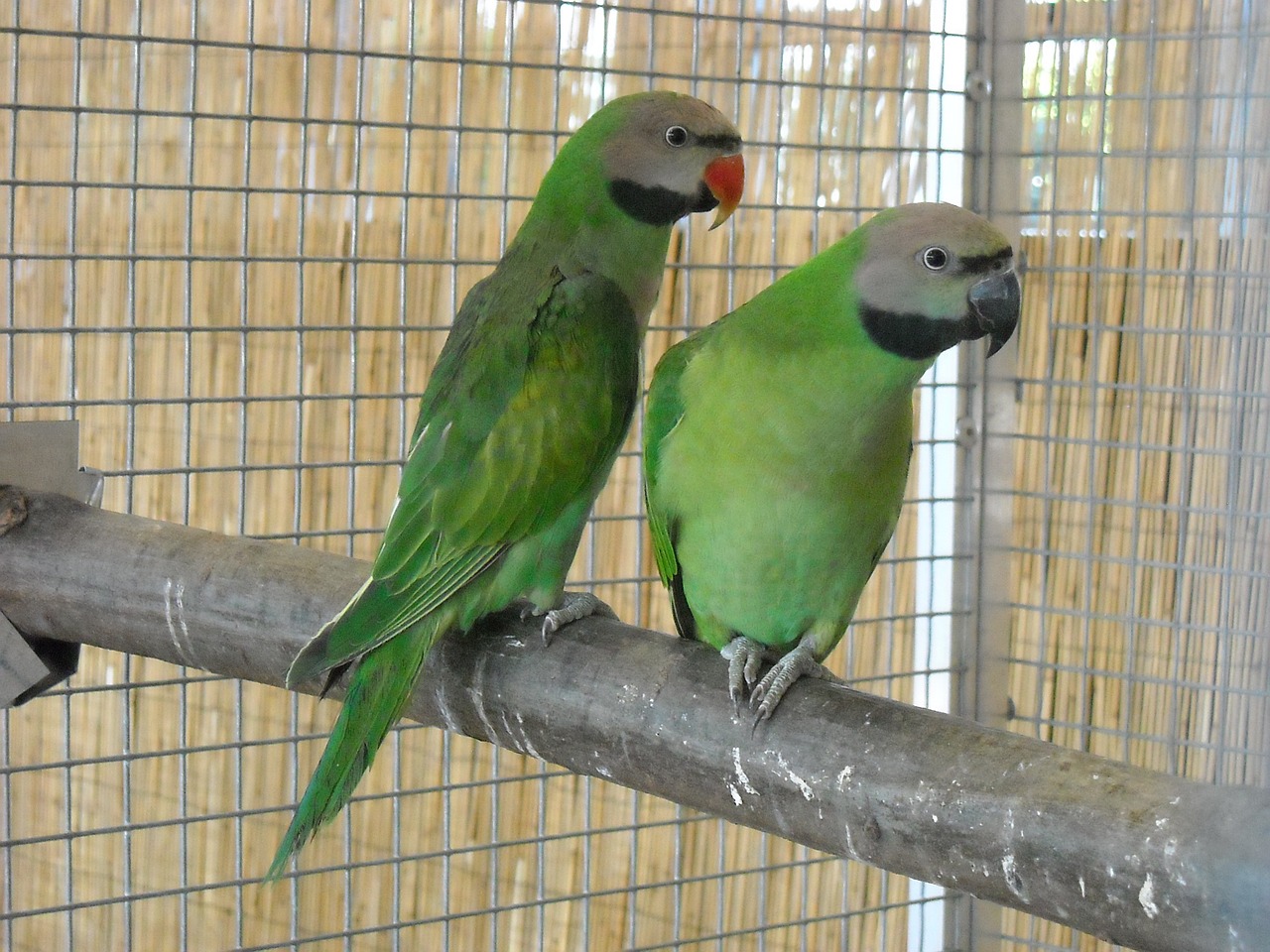 Parakeets, Maži Papūgos, Paukščiai, Augintiniai, Narve, Spalvinga, Žali Paukščiai, Nemokamos Nuotraukos,  Nemokama Licenzija