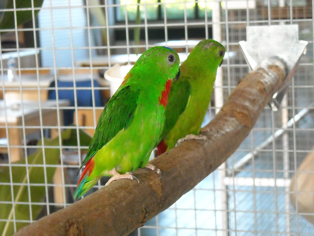 Parakeets, Maži Papūgos, Paukščiai, Spalvinga, Narve, Augintiniai, Sukimo Momentas, Nemokamos Nuotraukos,  Nemokama Licenzija