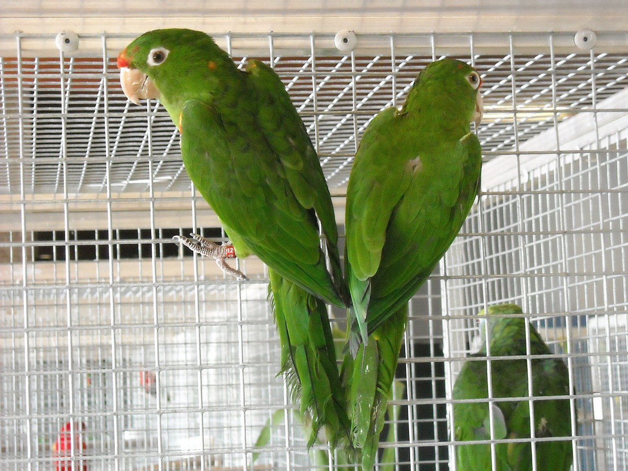 Parakeets, Maži Papūgos, Paukščiai, Narve, Augintiniai, Žalias, Sukimo Momentai, Nemokamos Nuotraukos,  Nemokama Licenzija