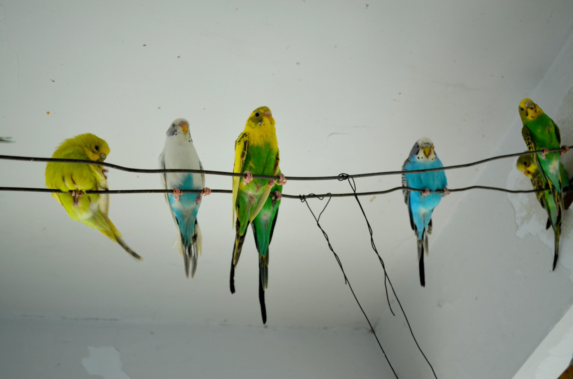 Gyvūnai,  Parakeet,  Parakeets,  Budgie,  Naminis Gyvūnėlis,  Augintiniai,  Sėdėti,  Sėdi,  Parapetai Sėdi, Nemokamos Nuotraukos