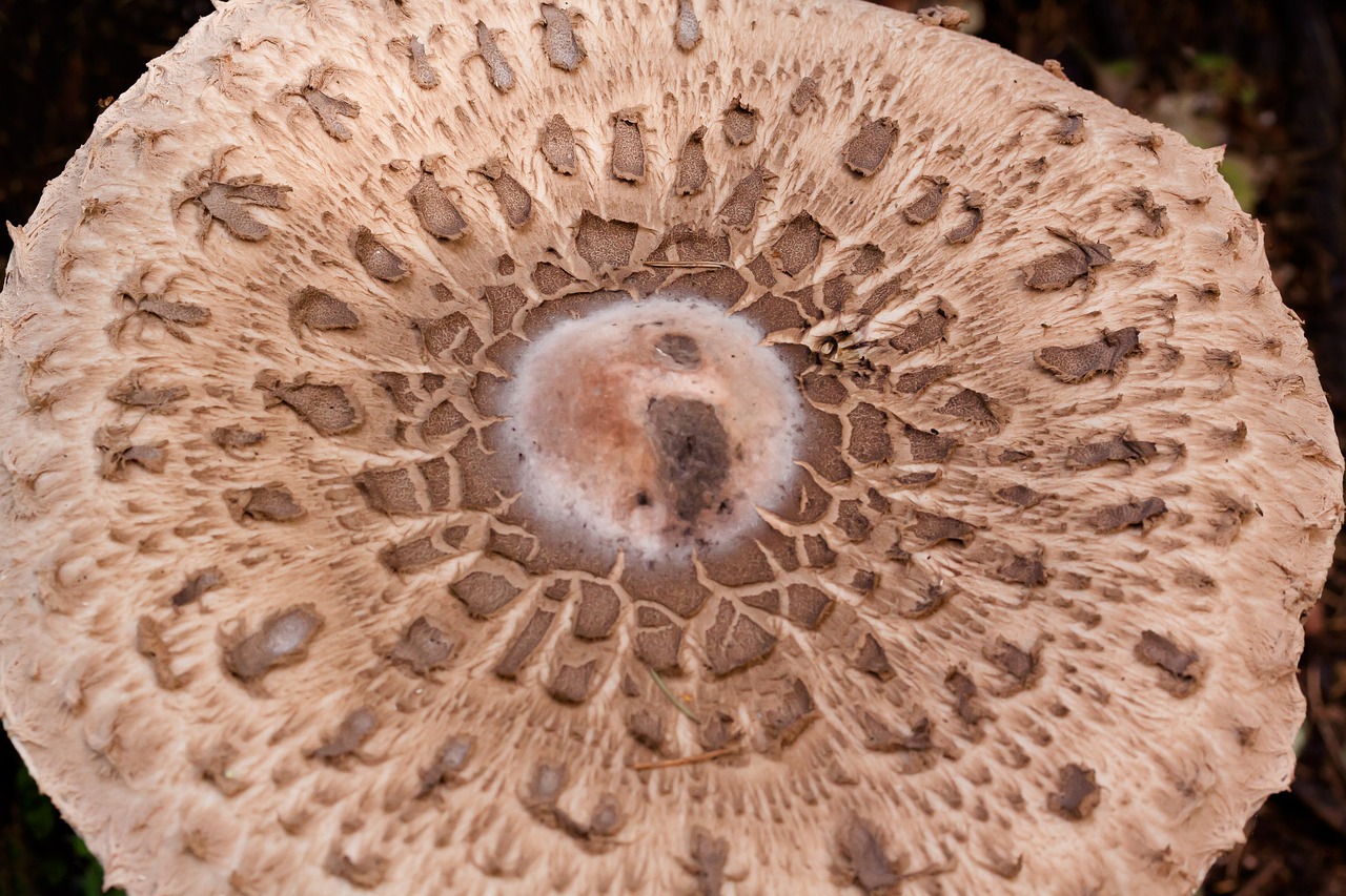 Skėtis Nuo Saulės, Grybai, Ekrano Grybelis, Puikus Šnipinėjimas, Lepiota Procera, Skrybėlę, Skalė, Tamsi, Viltis, Šviesiai Ruda