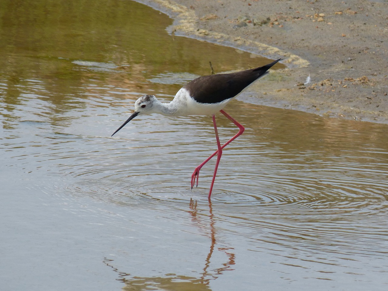 Parc Natural De Delta De Lebre, Redshank, Bendroji Raudonėlis, Pelkė, Laguna, Tvenkinys, Ebro Delta, Nemokamos Nuotraukos,  Nemokama Licenzija