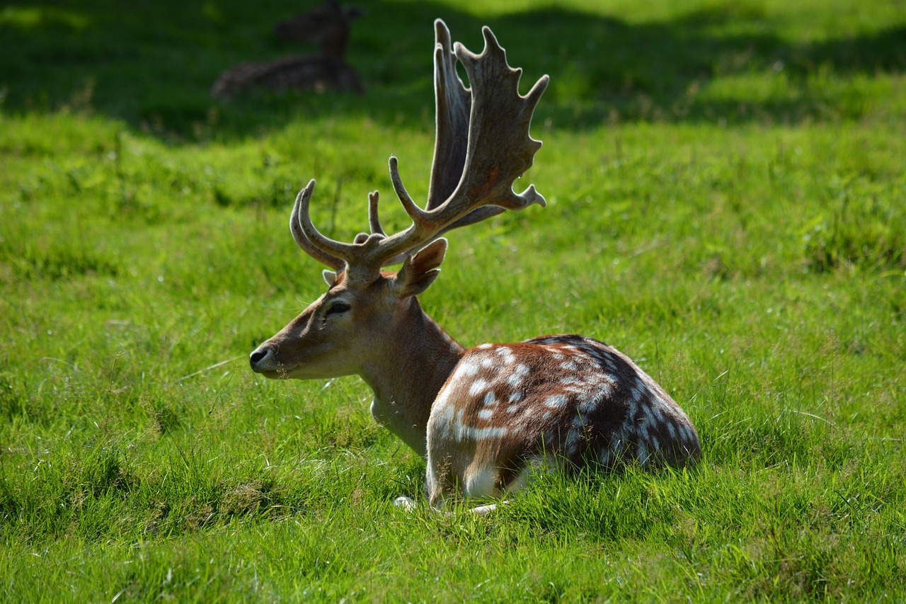 Parkas, Hirsch, Gaubtas, Gyvūnai, Antler, Nemokamos Nuotraukos,  Nemokama Licenzija