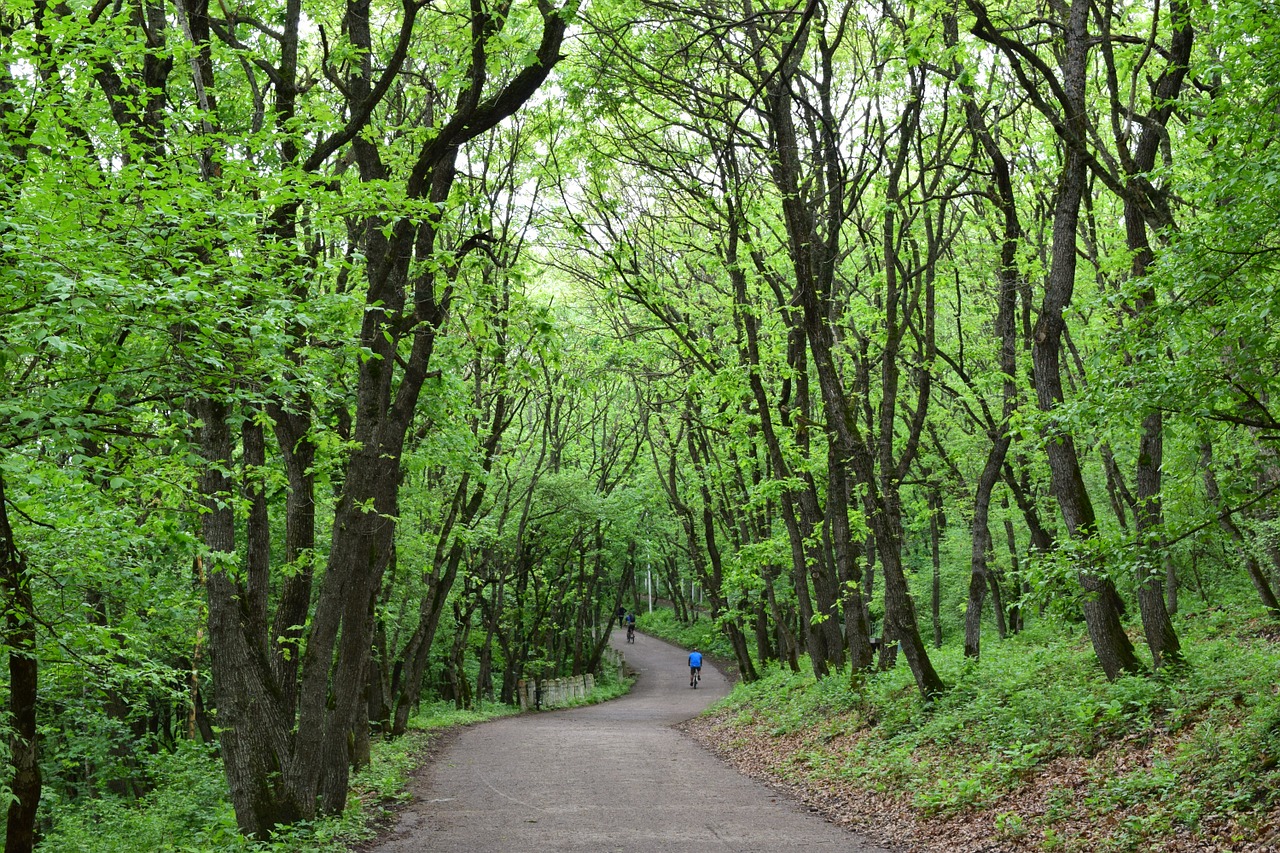 Parkas, Miškas, Gamta, Vaikščioti, Pavasaris, Nemokamos Nuotraukos,  Nemokama Licenzija