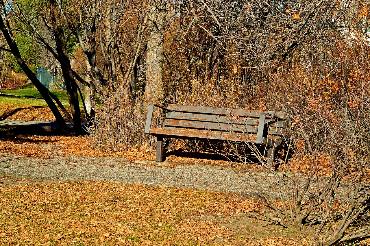 Parkas, Stendas, Kaimiškas, Ruduo, Medis, Kritimas, Gamta, Kraštovaizdis, Parko Suoliukas, Tylus