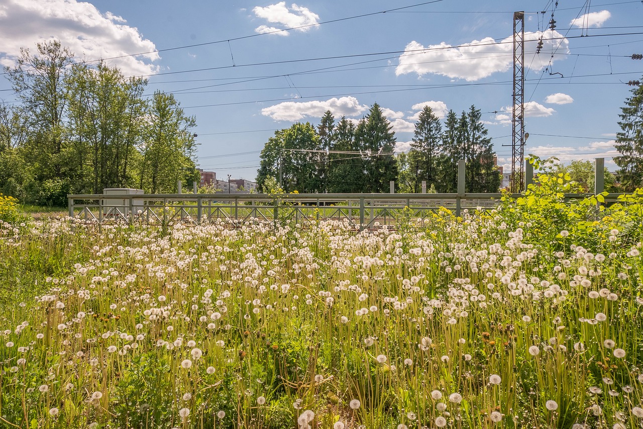 Parkas, Vakaras, Progulka, Nuostabus, Nuotaika, Rusija, Gatchina, Kraštovaizdis, Romantika, Meilė