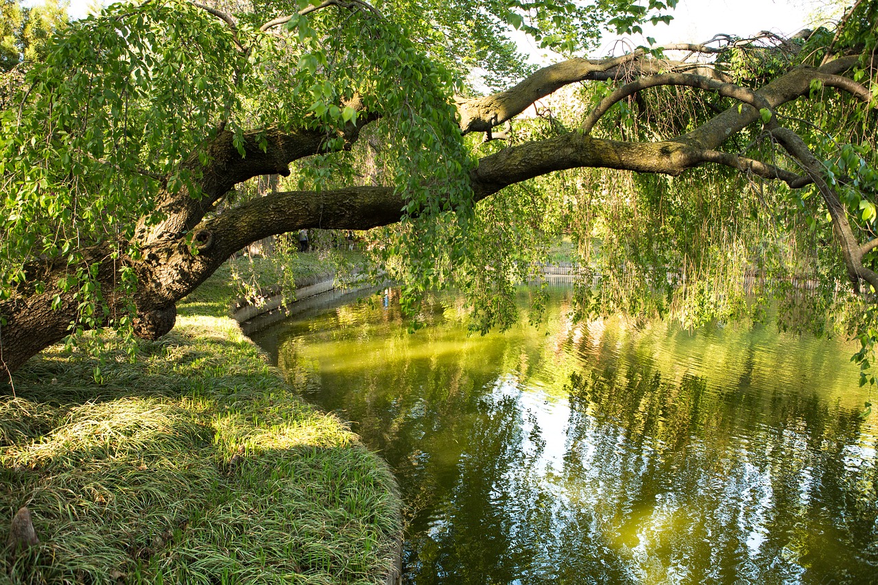 Parkas,  Vandens,  Pobūdį,  Medis,  Upė,  Atspindys,  Ežeras,  Kraštovaizdis,  Botanikos Sodas,  Augalų