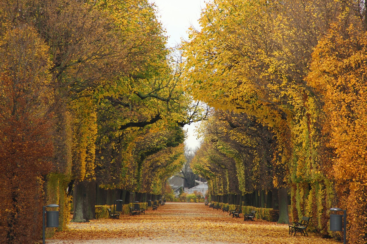 Parkas, Gamta, Medžiai, Vienna, Lapai, Ruduo, Nemokamos Nuotraukos,  Nemokama Licenzija