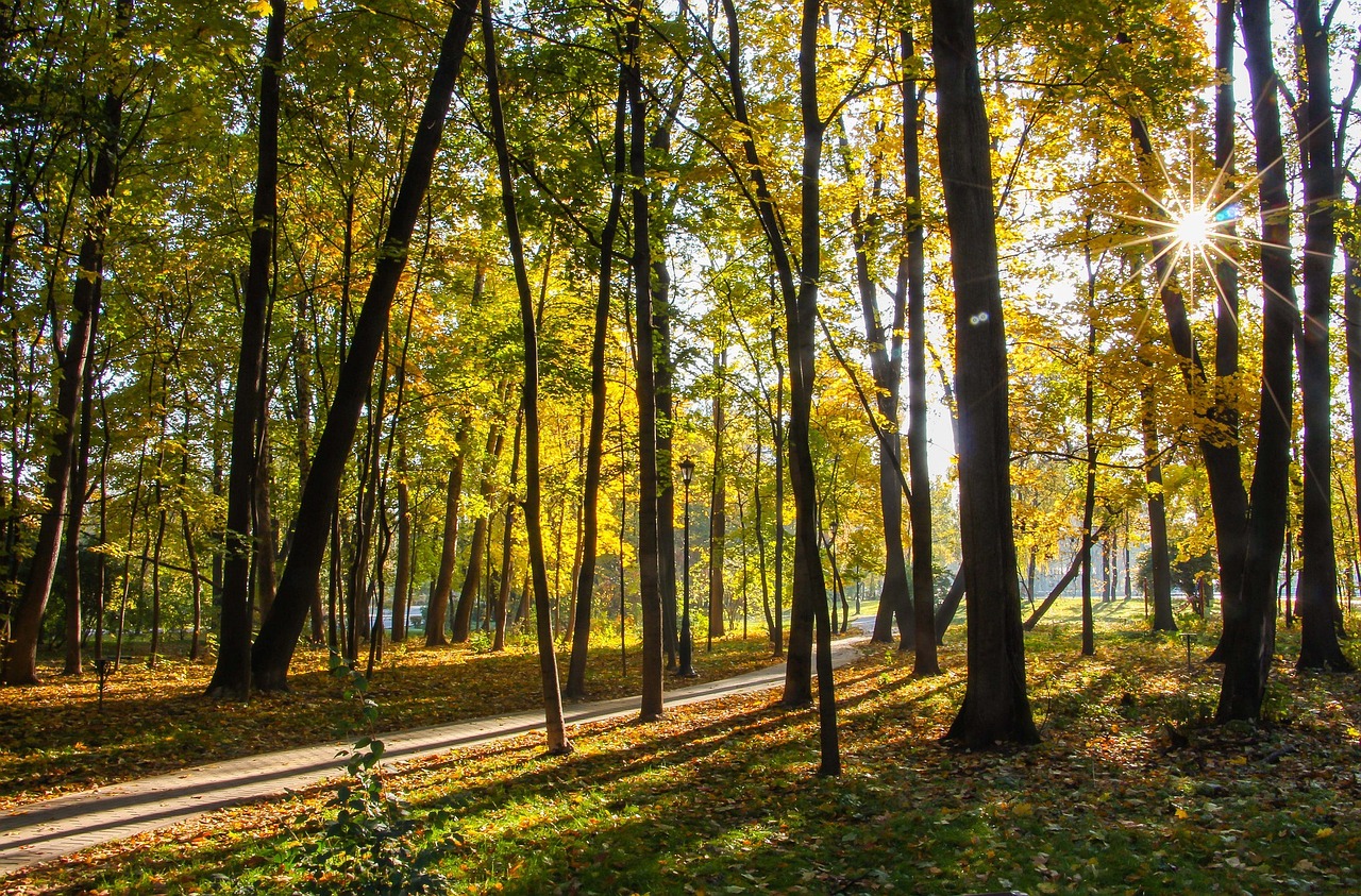 Parkas, Ruduo, Osankino, Nemokamos Nuotraukos,  Nemokama Licenzija