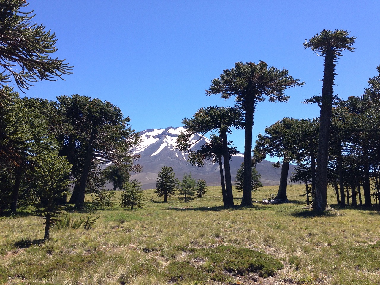 Nacionalinis Parkas,  Araucarias,  Čile Argentina, Nemokamos Nuotraukos,  Nemokama Licenzija
