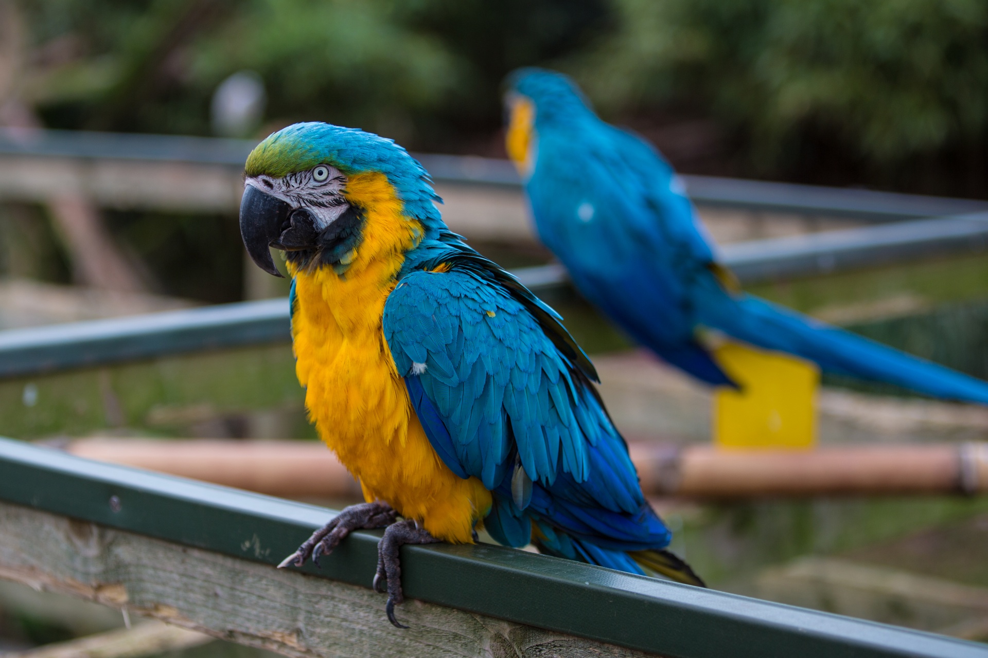 Parot,  Papūga,  Šviesus,  Ararauna,  Spausdinti,  Paukštis,  Žalias,  Geltona,  Amazon,  Suaugęs