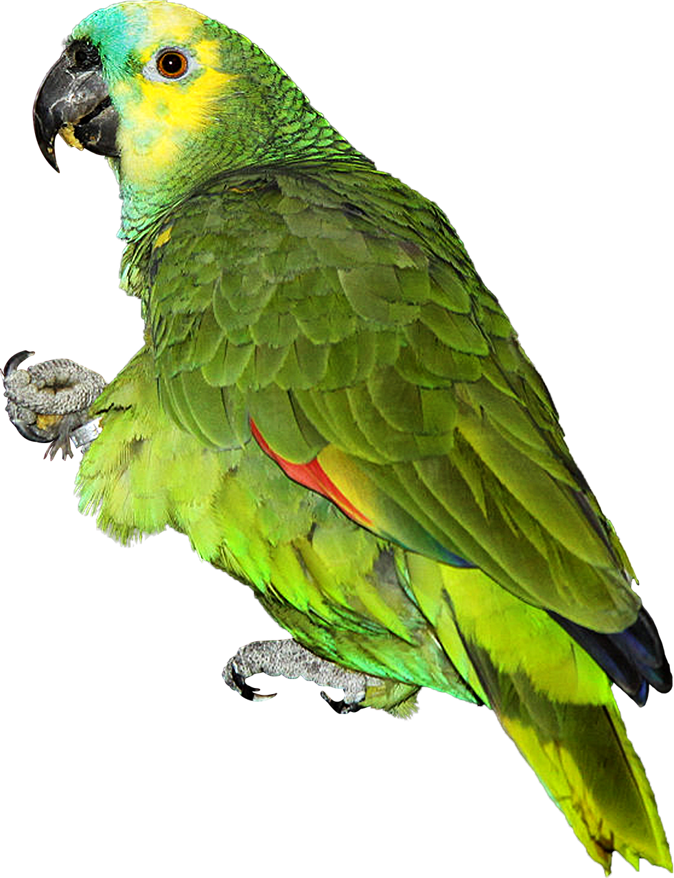 Papūga, Amazonės Mėlynos Kaktos, Paukštis, Spalvos, Png, Kirpimas, Gyvūnai, Žalias, Egzotiškas, Nemokamos Nuotraukos