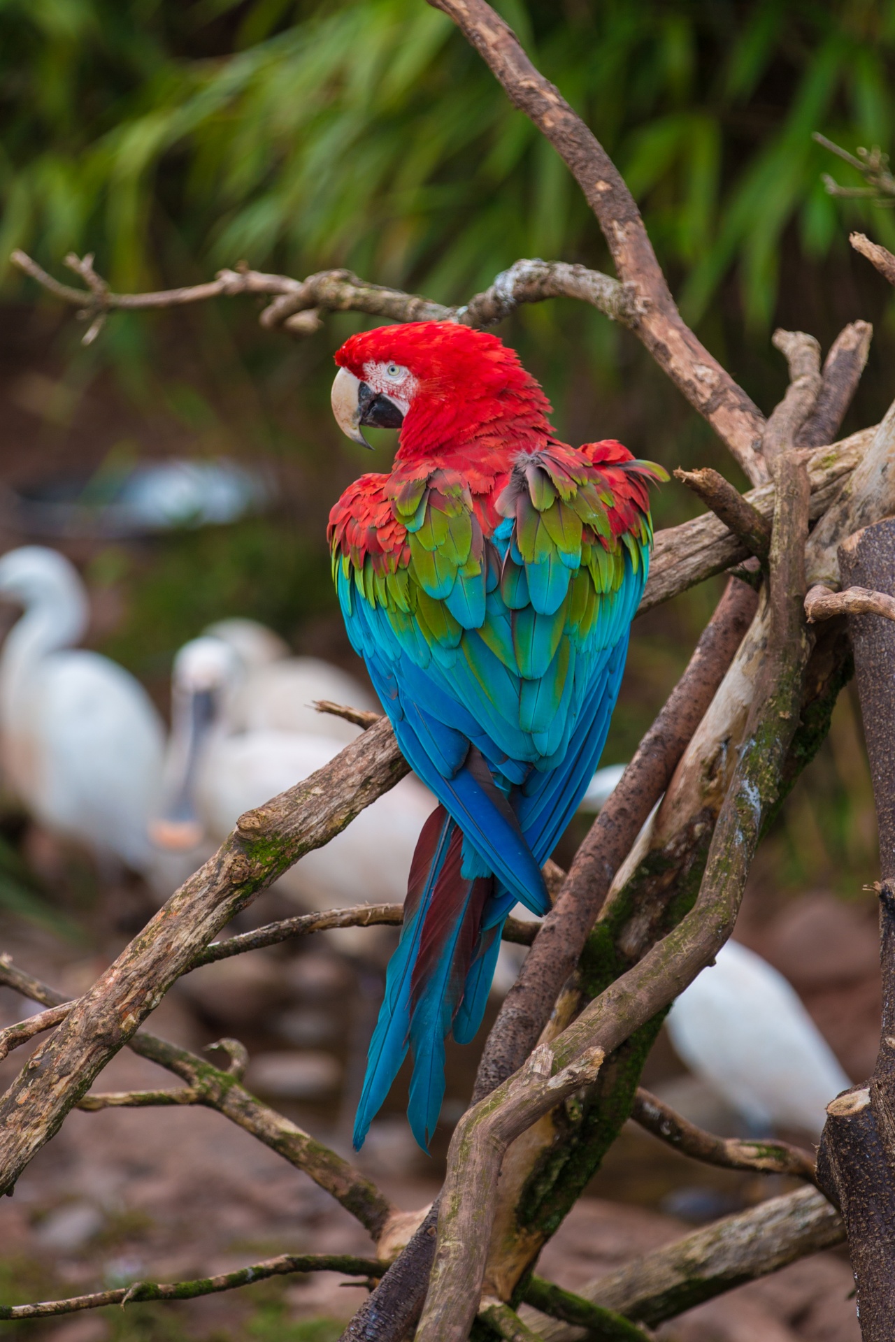 Papūga,  Raudona,  Paukštis,  Macaw,  Laukiniai,  Mielas,  Gyvūnas,  Tropikai,  Žalias,  Geltona