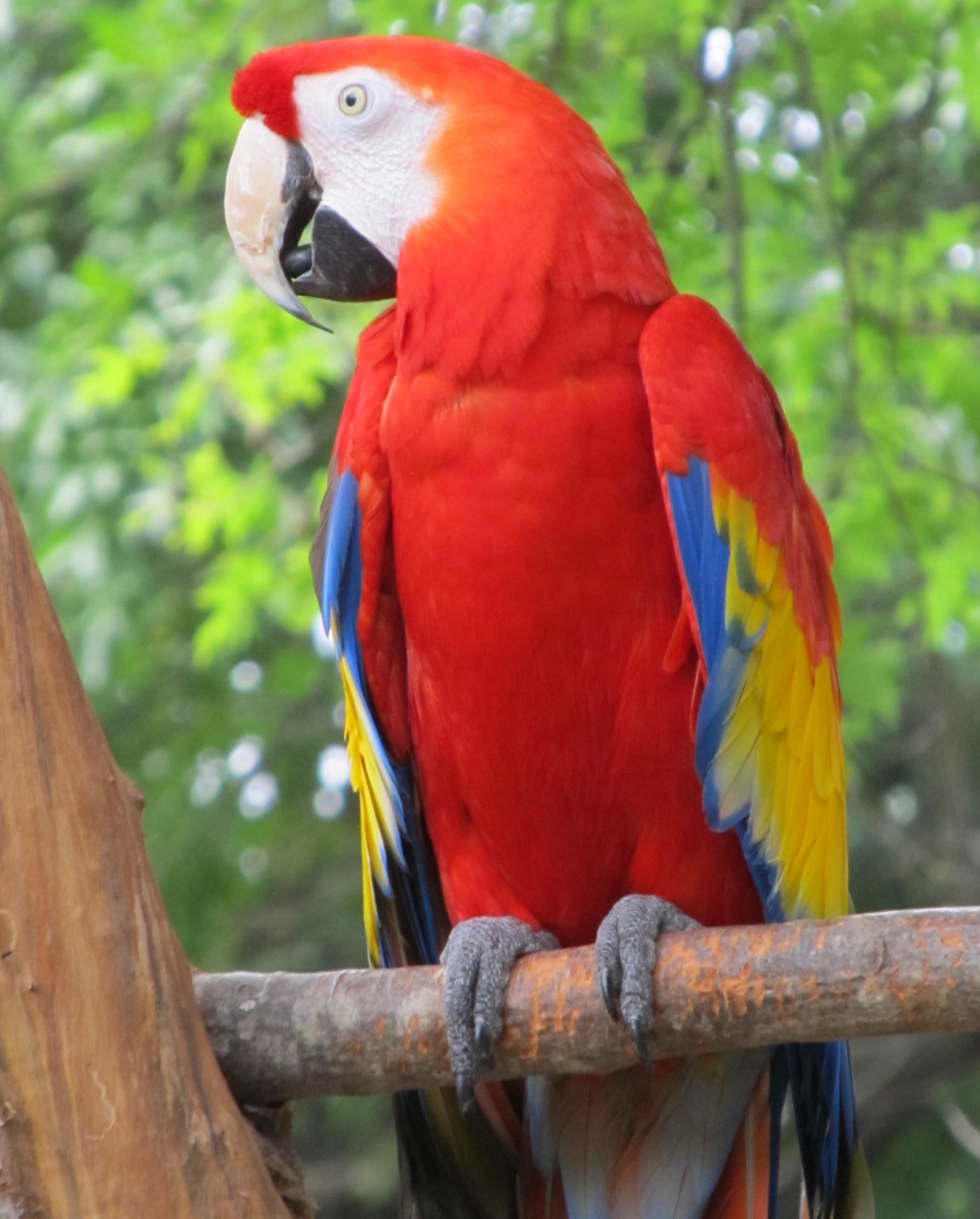 Papūga,  Macaw,  Paukštis,  Sustingęs,  Spalvinga,  Portretas,  Uždaryti & Nbsp,  Laukinė Gamta,  Gamta,  Viešasis & Nbsp