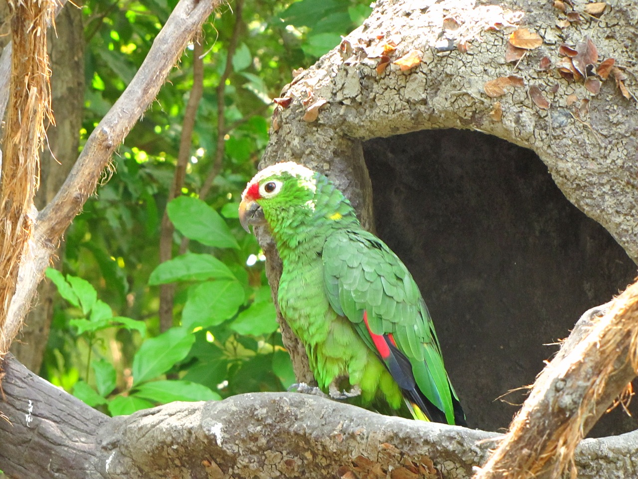 Papūga, Ave, Zoologijos Sodas, Guayaquil, Ecuador, Atogrąžų Paukštis, Macaw, Paukštis, Nemokamos Nuotraukos,  Nemokama Licenzija