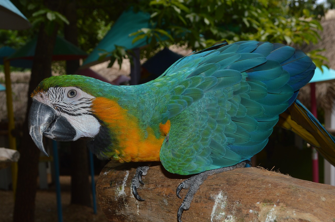 Papūga, Paukštis, Macaw, Gamta, Gyvūnas, Spalva, Plunksna, Atogrąžų, Snapas, Laukiniai