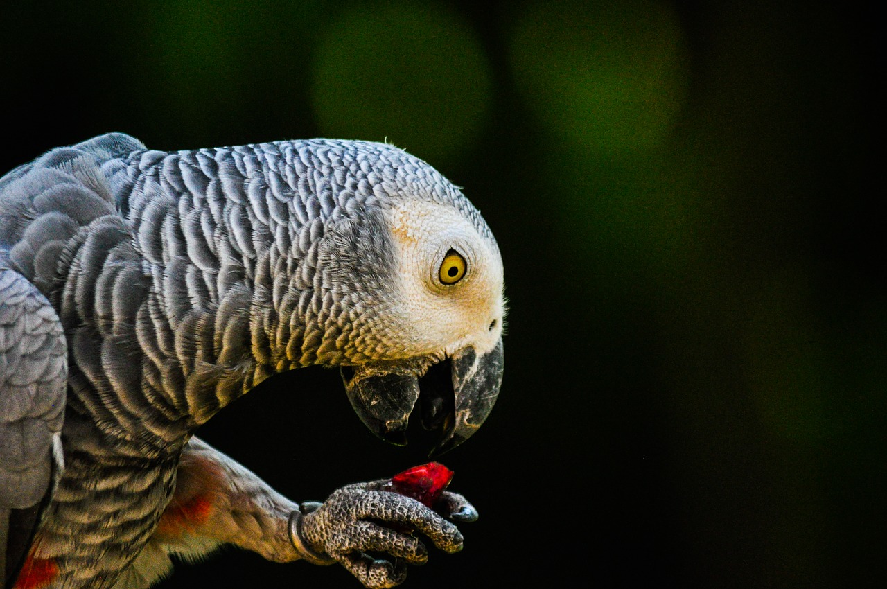 Papūga, Paukštis, Gyvūnas, Naminis Gyvūnėlis, Snapas, Gamta, Plunksna, Macaw, Nemokamos Nuotraukos,  Nemokama Licenzija