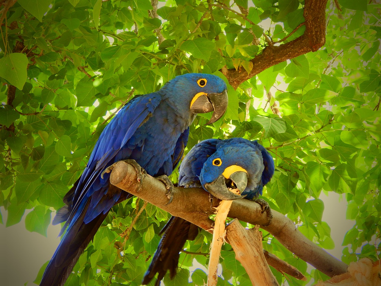 Papūga, Mėlynas, Paukštis, Plunksna, Atogrąžų, Gyvūnas, Egzotiškas, Macaw, Zoologijos Sodas, Aviary