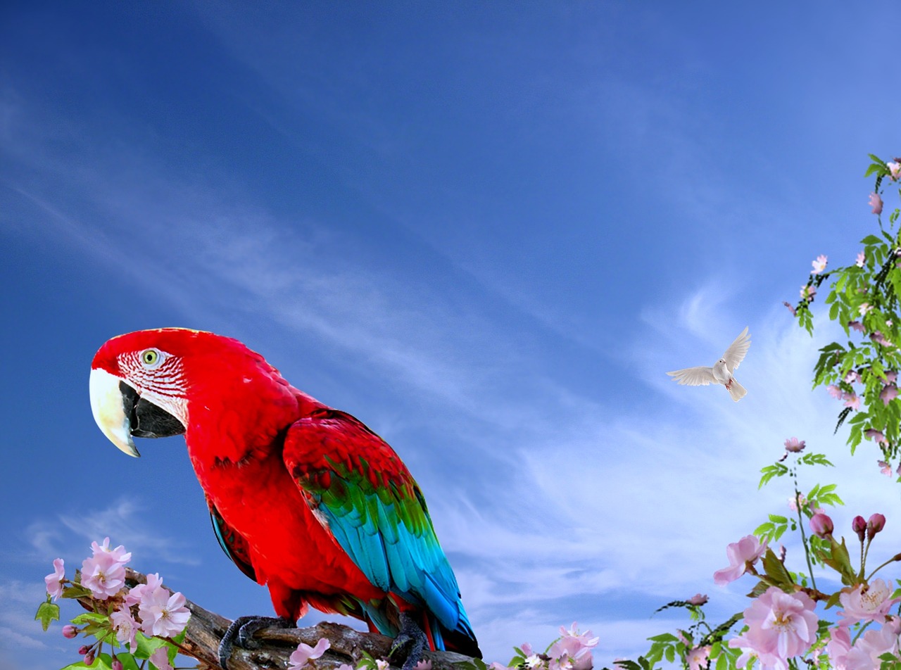 Papūga, Arara, Paukščiai, Gamta, Atogrąžų Paukštis, Paukštis, Brazilijos Fauna, Aplinka, Egzotiškas, Gyvūnų Pasaulis