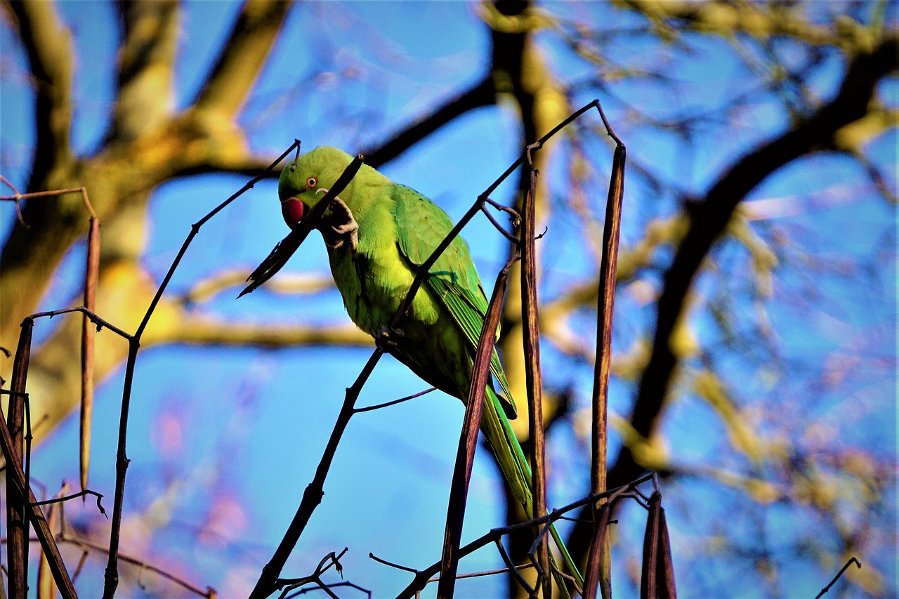 Papūga, Žalias, Paukštis, Parakeet, Sąskaitą, Spalvinga, Gamta, Budgie, Plumėjimas, Padaras