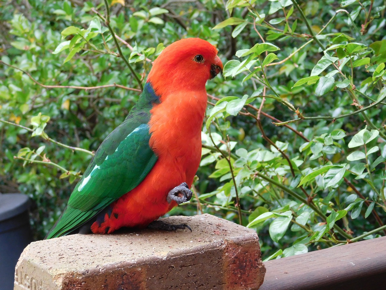 Papūga, Karališkasis Papūgas, Australia, Patinas, Nemokamos Nuotraukos,  Nemokama Licenzija